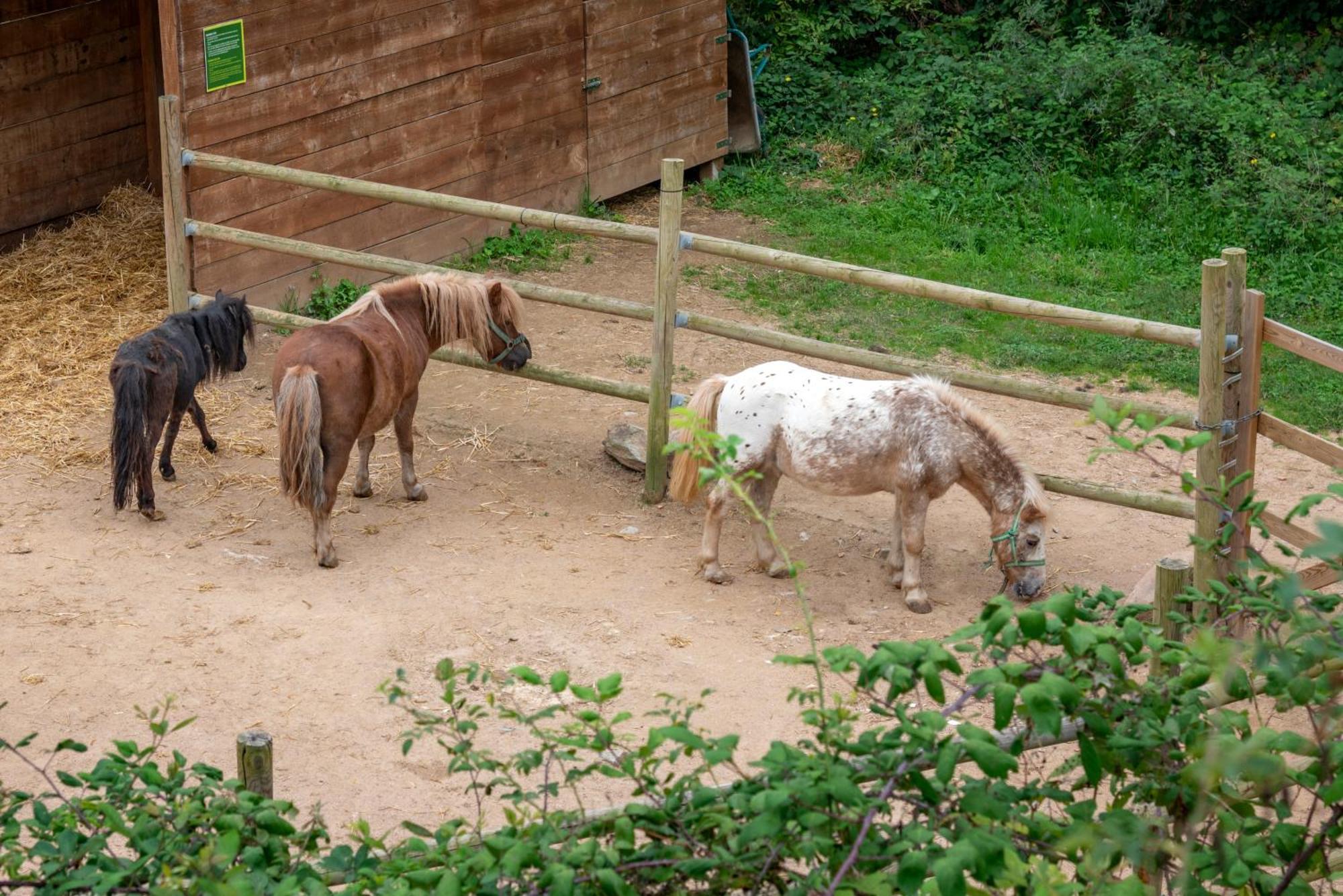 Vilar Rural De Sant Hilari Sacalm By Serhs Hotels Kültér fotó